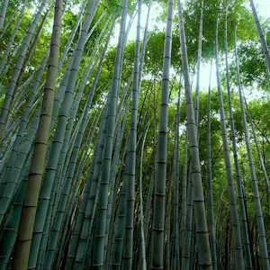 Caribbean Region Flora Bamboo