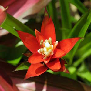 Caribbean Region Flora Bromeliad
