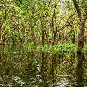 Caribbean Region Flora Coastal Mangrove