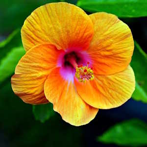 Caribbean Region Flora Hibiscus