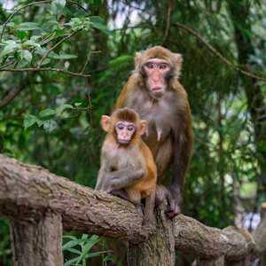 China Destinations Zhangjiajie_Wild_Monkeys