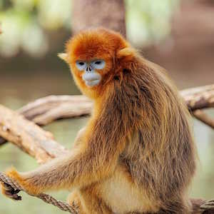 China Fauna Golden snub-nosed monkey