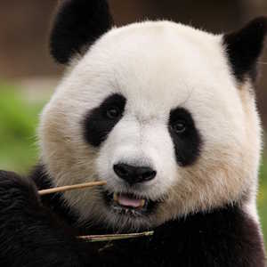 China Fauna Panda