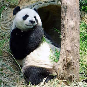 China Fauna Panda