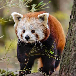 China Fauna Red Panda