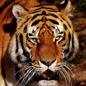 China Fauna Tiger