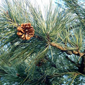 China Flora Pine tree