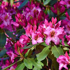 China Flora Rhododendron