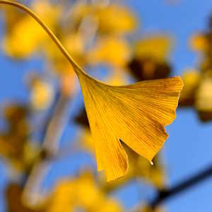 China flora Ginkgo