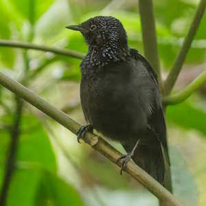 Fiji Fauna Silktail
