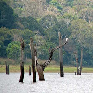 India Destinations Periyar National Park