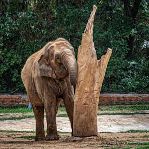 India Fauna Elephant