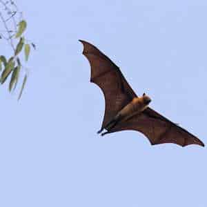 India Fauna Flying fox