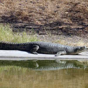 India Fauna Gharial