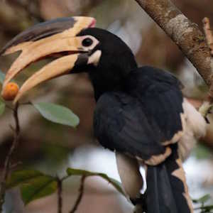 India Fauna Malabar Pied Hornbill