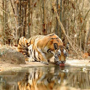 India Fauna Indian Tiger