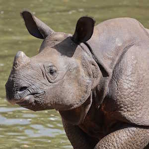 India Fauna Rhinoceros India