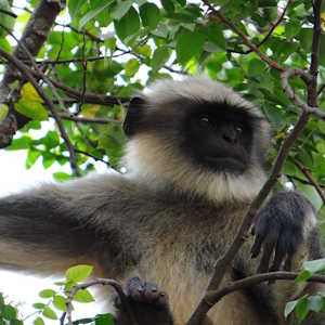 India Fauna Sarangib Monkey