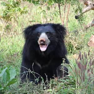 India Fauna Sloth Bear