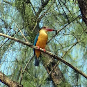 India Fauna Stork Billed Kingfisher