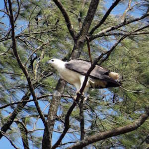 India Fauna White bellied eagle