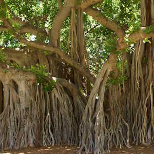India Flora Debrajean Banyan tree