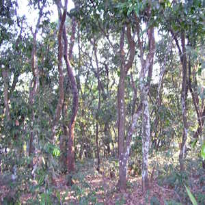 India Flora Ebony Tree Forest