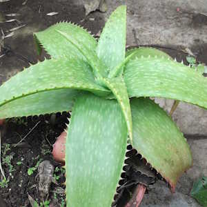 India Flora Indian Aloe