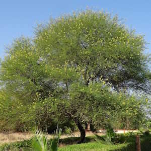 India Flora Sarangib Babul