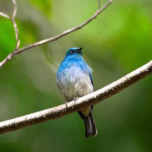 Indonesia Fauna Blue Bird