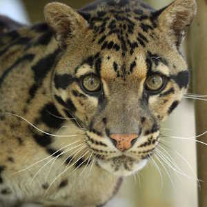 Indonesia Fauna Cloud Leopard