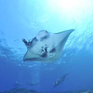 Indonesia Fauna Manta Ray