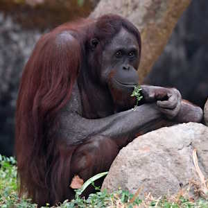 Indonesia Fauna Orang Oetang