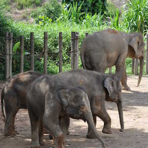 Indonesia Fauna Pygmy Elephant