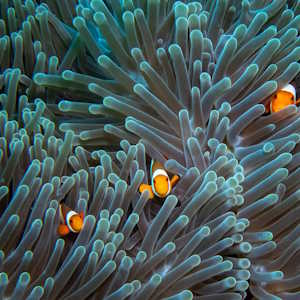 Indonesia Fauna Sea Anemone
