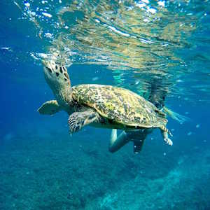 Indonesia Fauna Sea Turtle