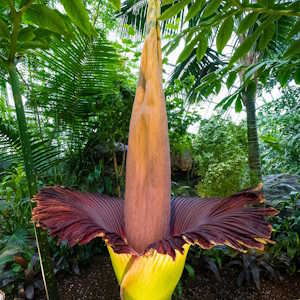 Indonesia Flora Amorphophallus Titanum