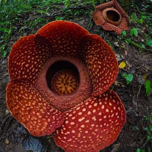 Indonesia Flora Rafflesia Arnoldii