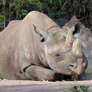 Kenya Fauna Black Rhino
