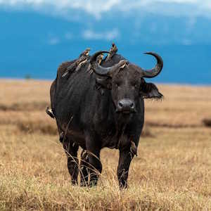 Kenya Fauna Buffalo