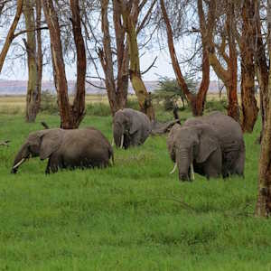 Kenya Fauna Elephants