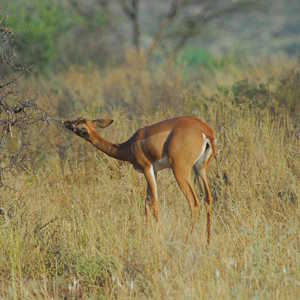 Kenya Fauna Generuk