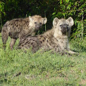 Kenya Fauna Hyenas