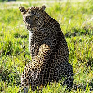 Kenya Fauna Leopard