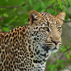 Kenya Fauna Leopard