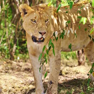 Kenya Fauna Lioness
