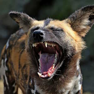 Kenya Fauna Wild dog