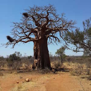 Kenya Flora Baobab