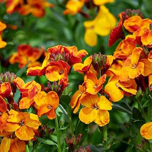 Kenya Flora Lobelia