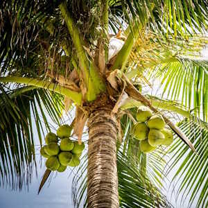 Kenya Flora Palm tree